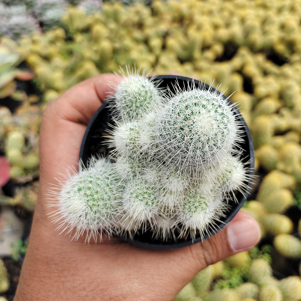 549. Mammillaria Geminispina - Image 4