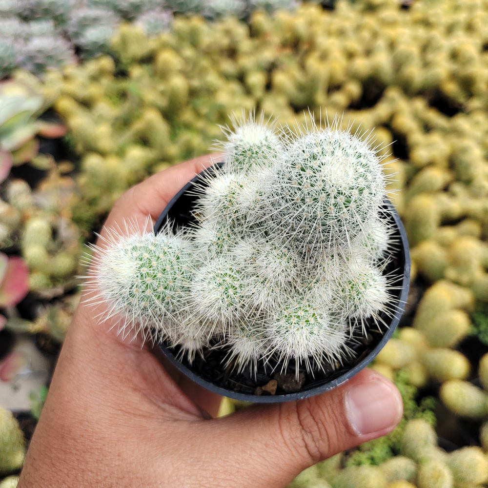 549. Mammillaria Geminispina - Image 5