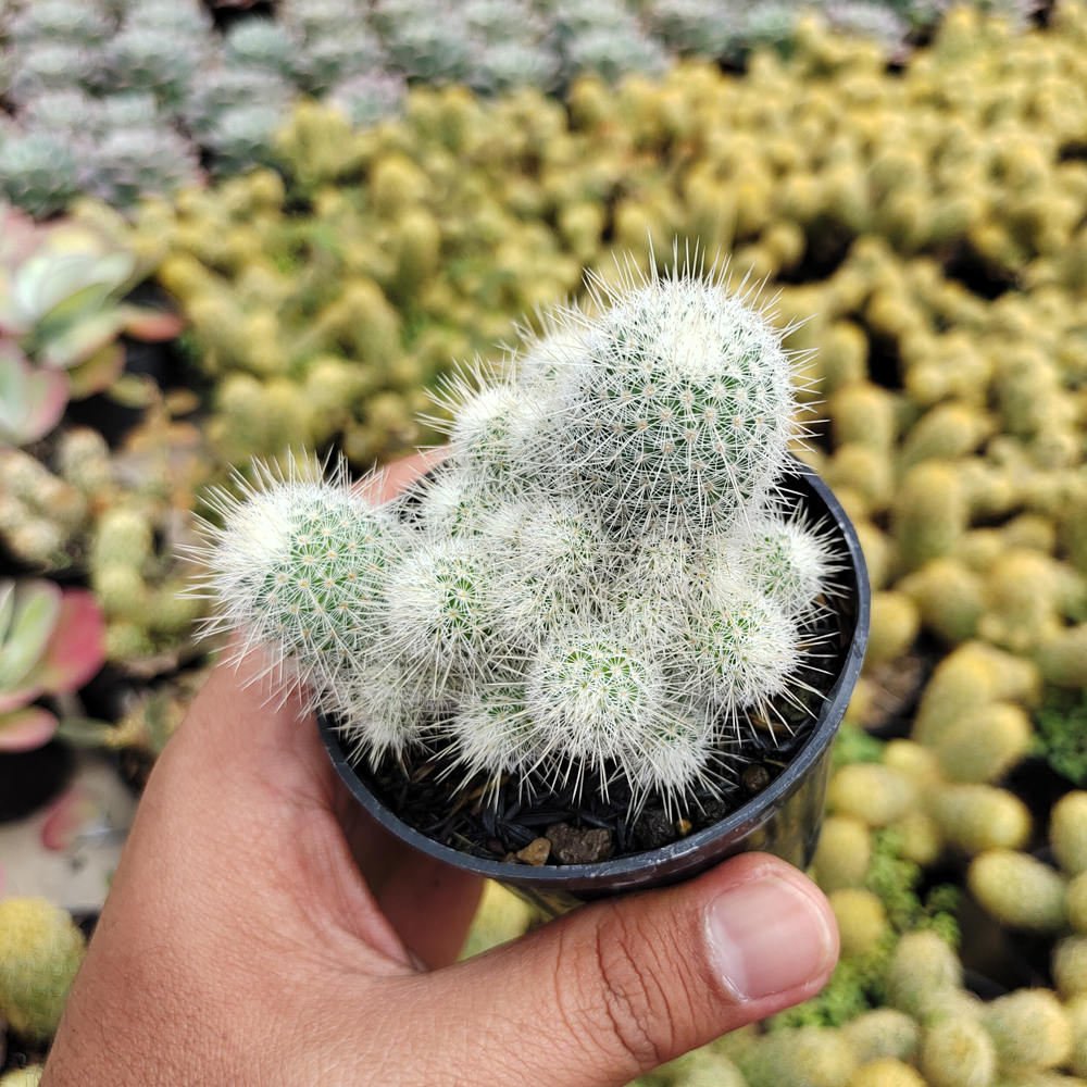 549. Mammillaria Geminispina - Image 6