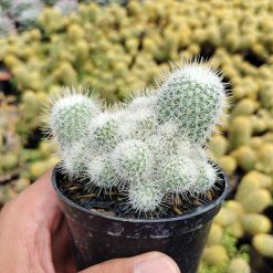 549. Mammillaria Geminispina
