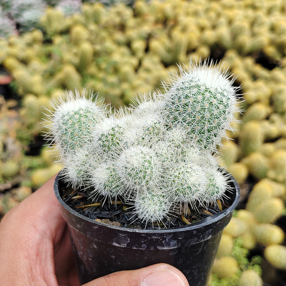 549. Mammillaria Geminispina