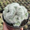 550. Mammillaria Bocasana Cristata Size 17 Cm