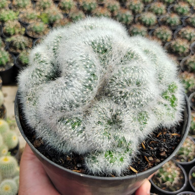 550. Mammillaria Bocasana Cristata Size 17 Cm