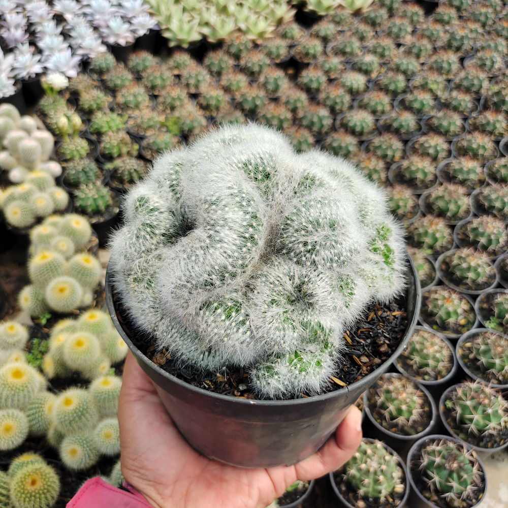 550. Mammillaria Bocasana Cristata Size 17 Cm - Image 4
