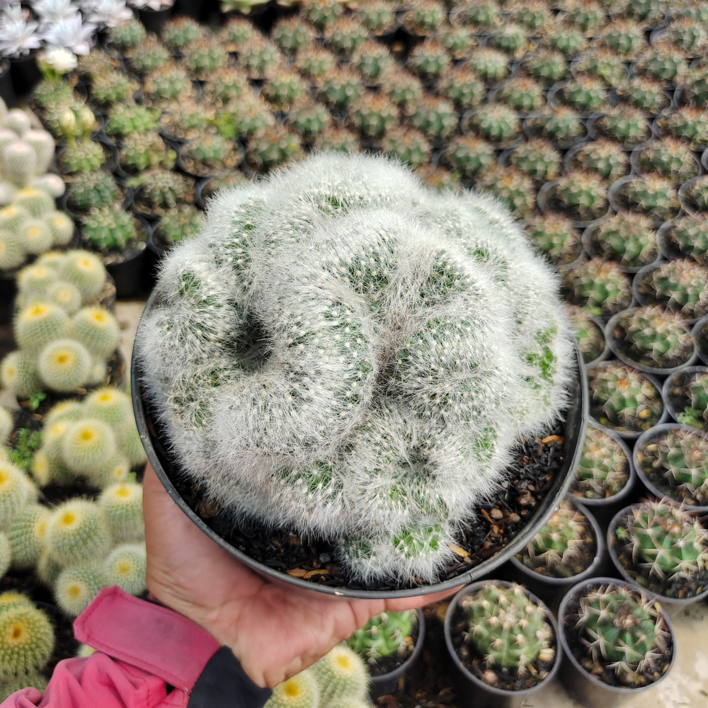 550. Mammillaria Bocasana Cristata Size 17 Cm - Image 5