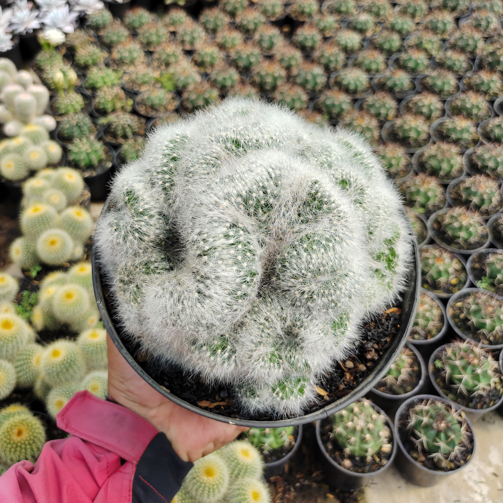 550. Mammillaria Bocasana Cristata Size 17 Cm - Image 6