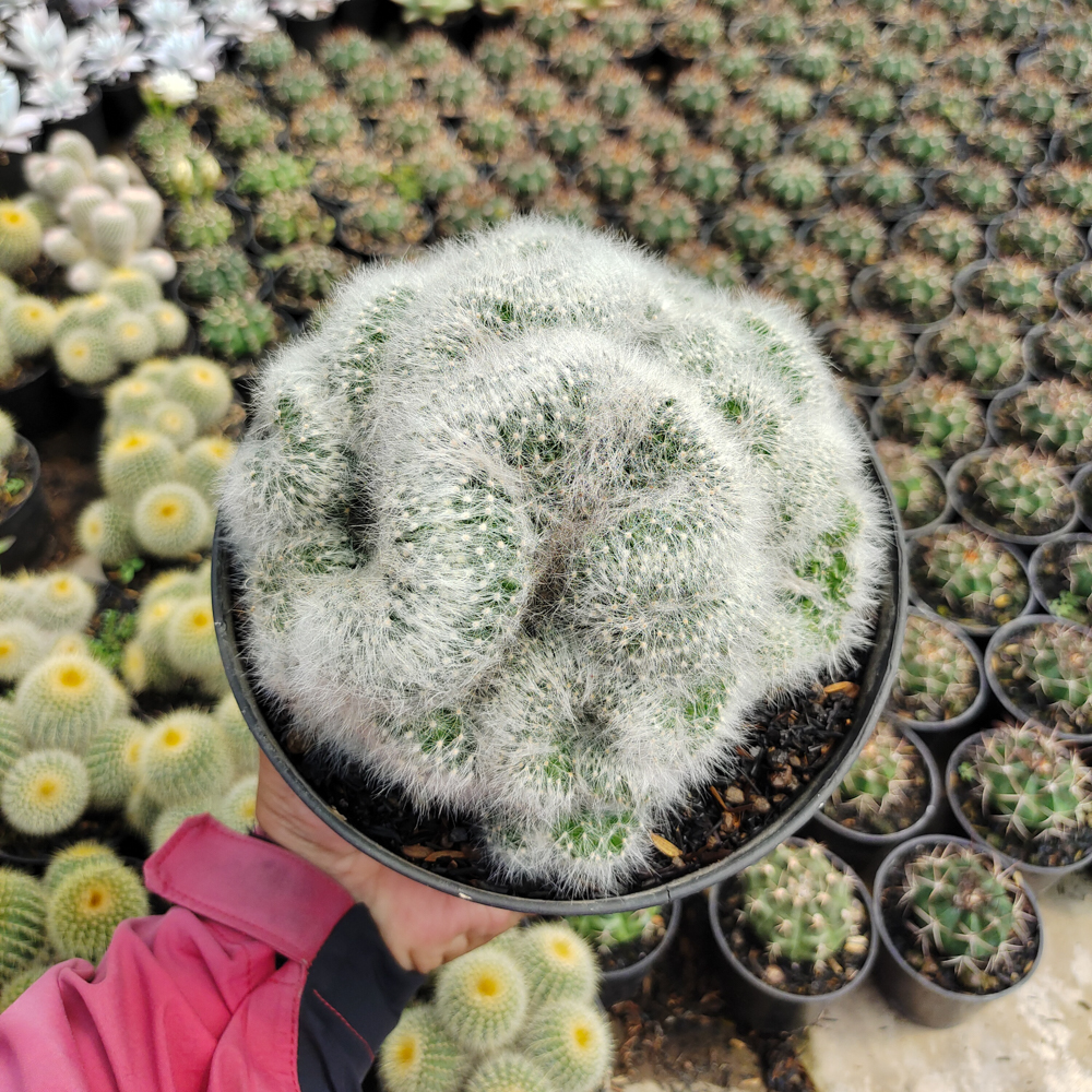 550. Mammillaria Bocasana Cristata Size 17 Cm - Image 2