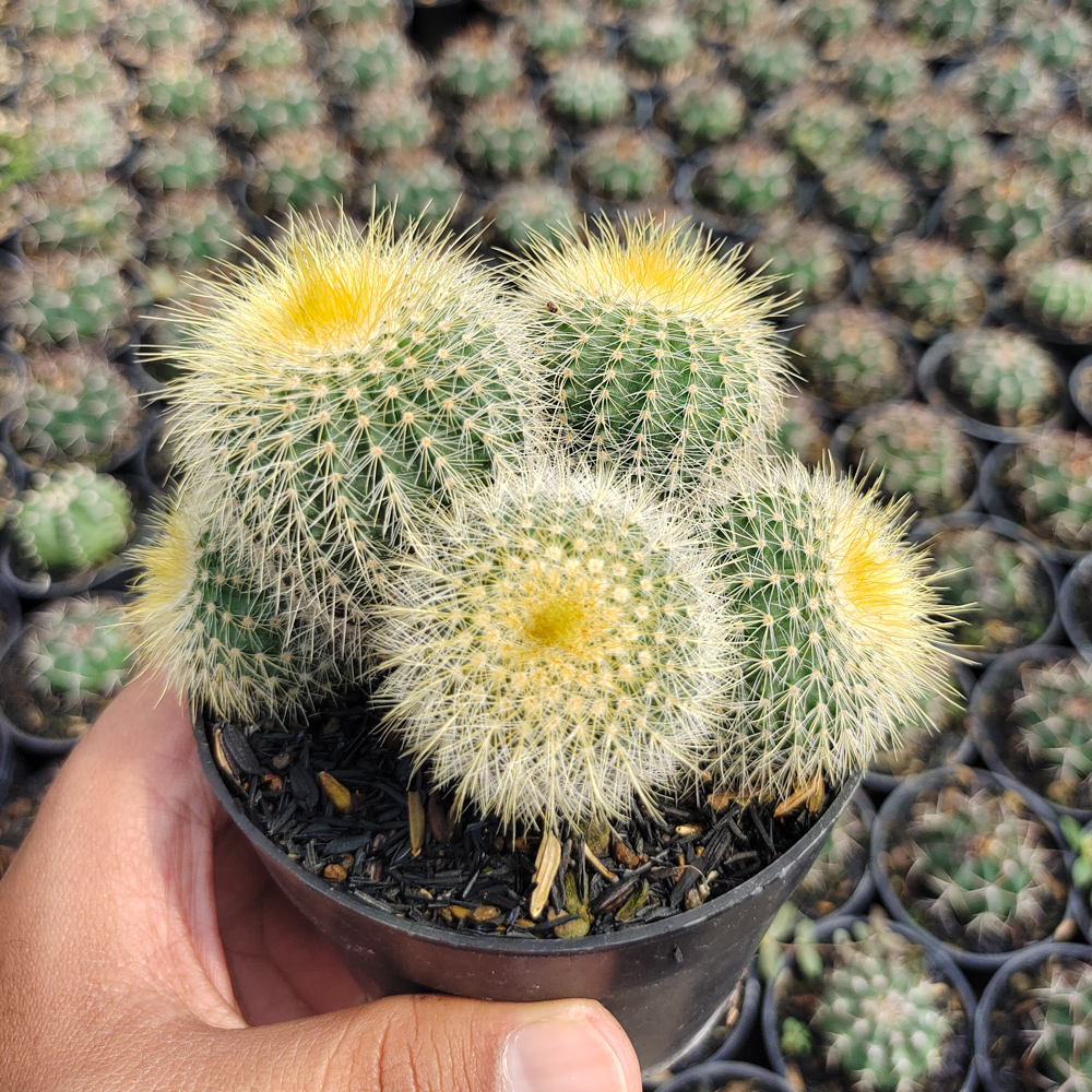 551. Parodia Leninghausii Cluster - Image 2