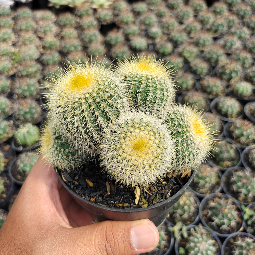 551. Parodia Leninghausii Cluster - Image 3