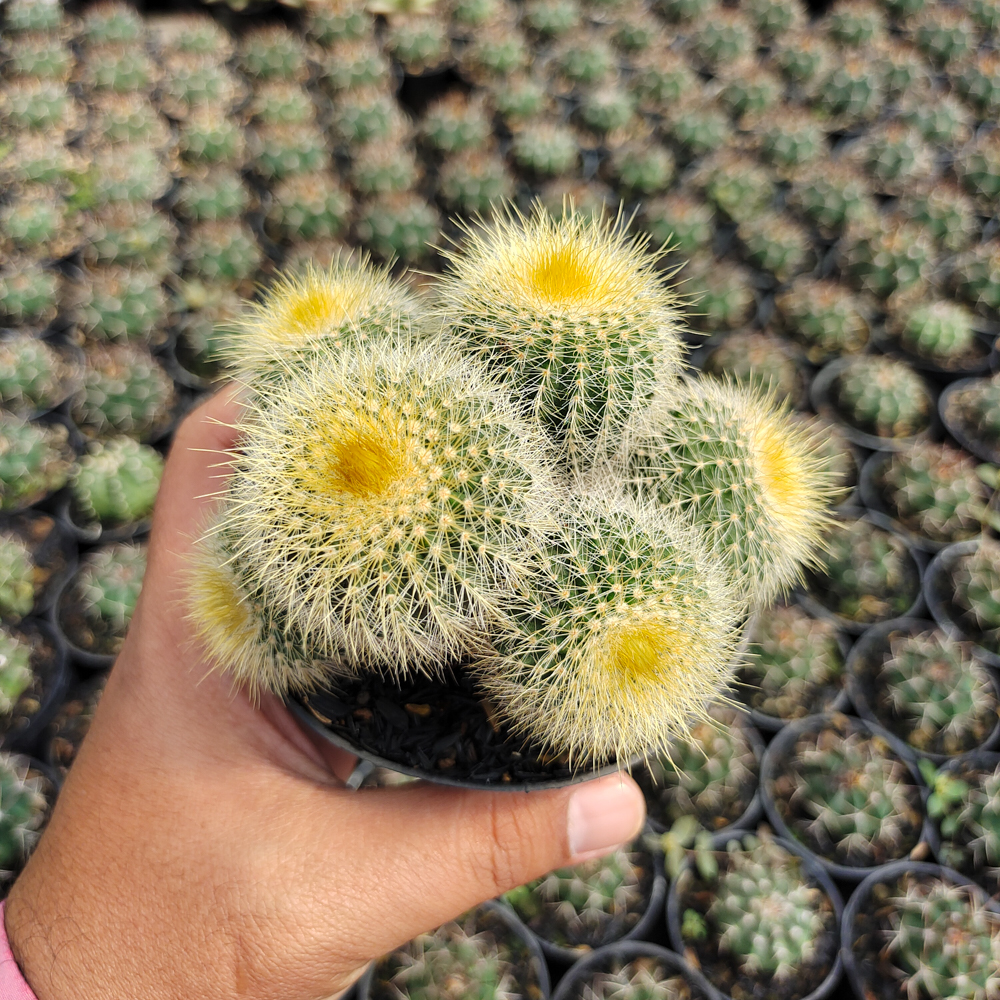 551. Parodia Leninghausii Cluster - Image 4