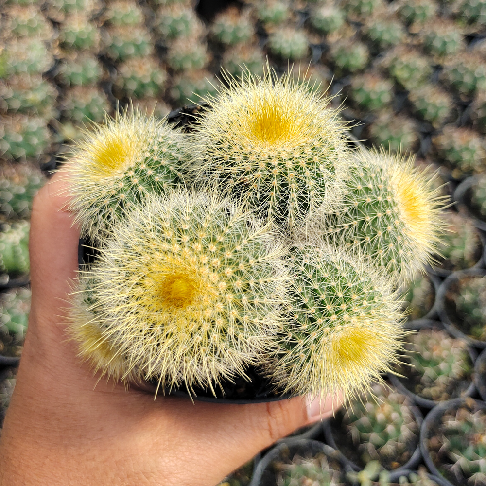 551. Parodia Leninghausii Cluster