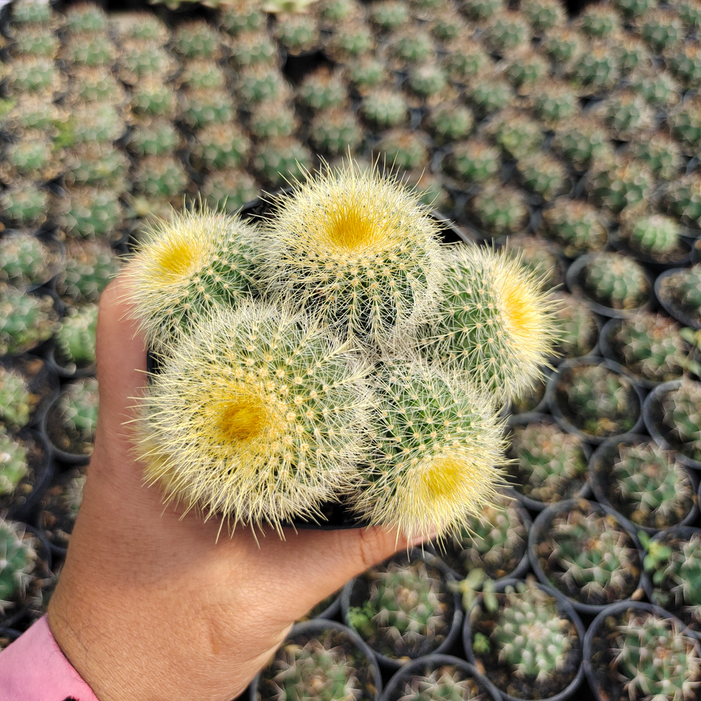 551. Parodia Leninghausii Cluster - Image 6