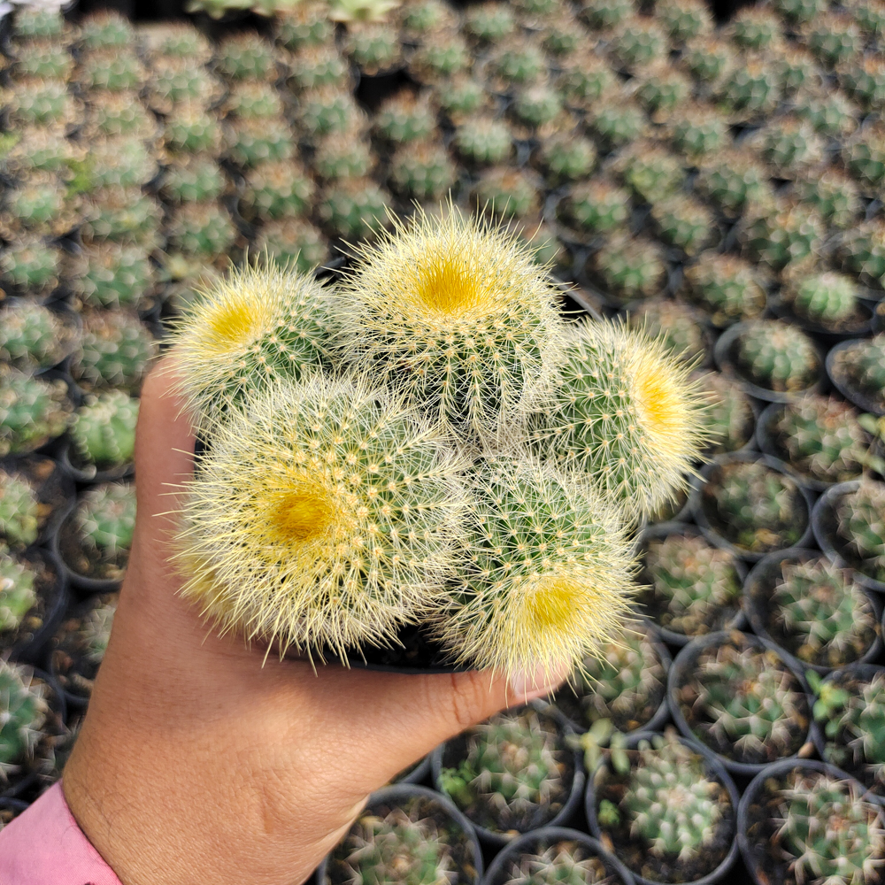 551. Parodia Leninghausii Cluster - Image 7