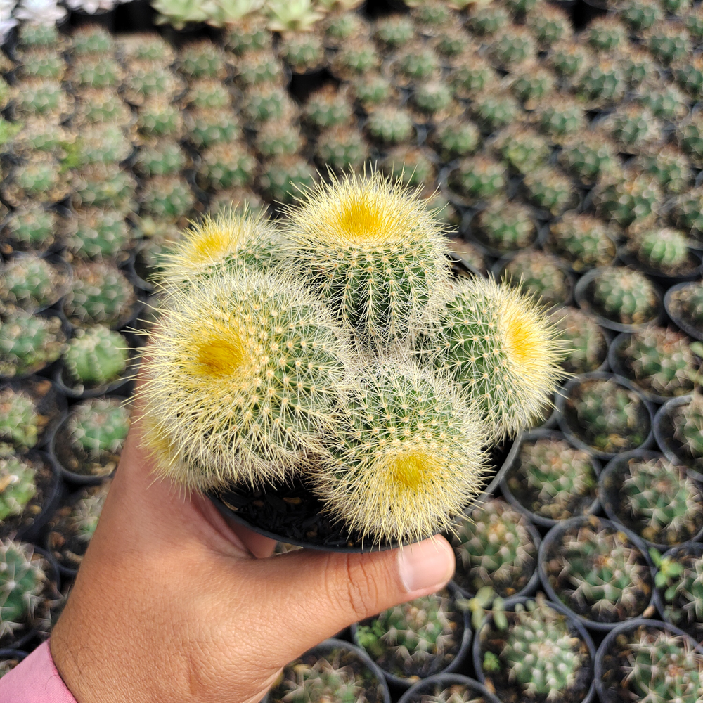 551. Parodia Leninghausii Cluster - Image 8