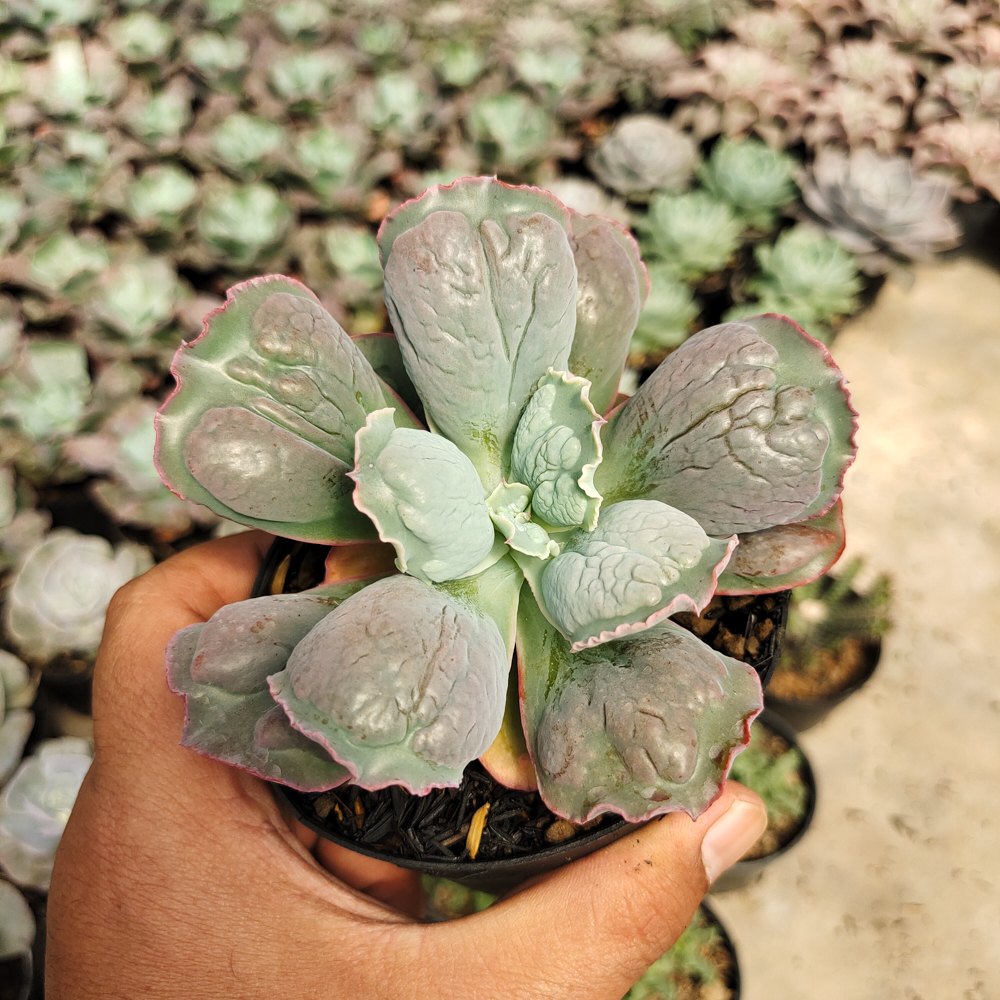 553. Echeveria Linguas - Image 3
