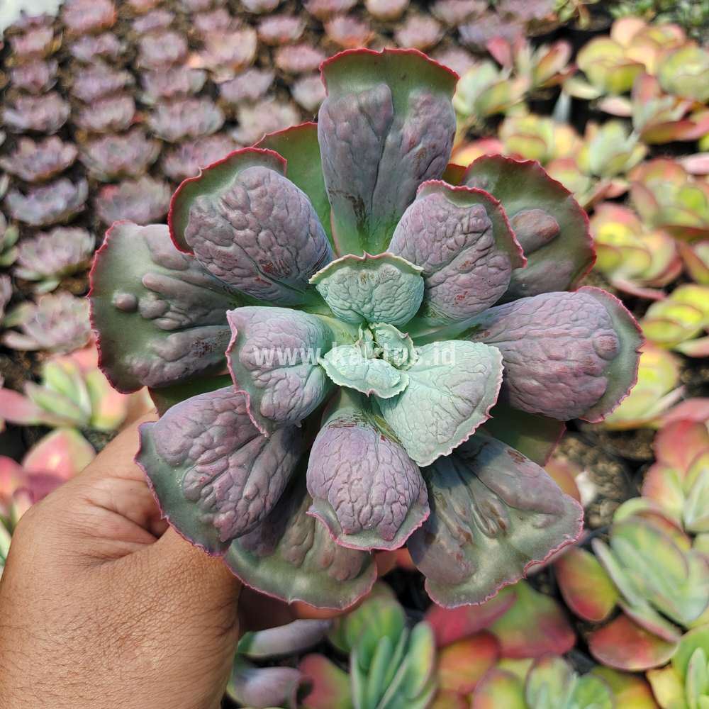 553. Echeveria Linguas - Image 2