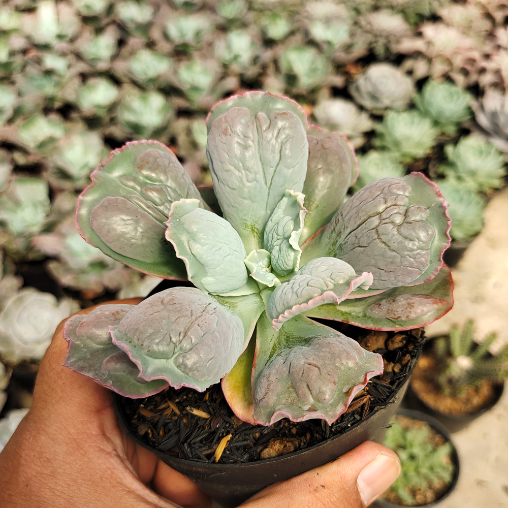 553. Echeveria Linguas - Image 5