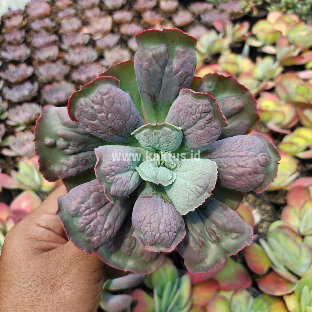 553. Echeveria Linguas - Image 4