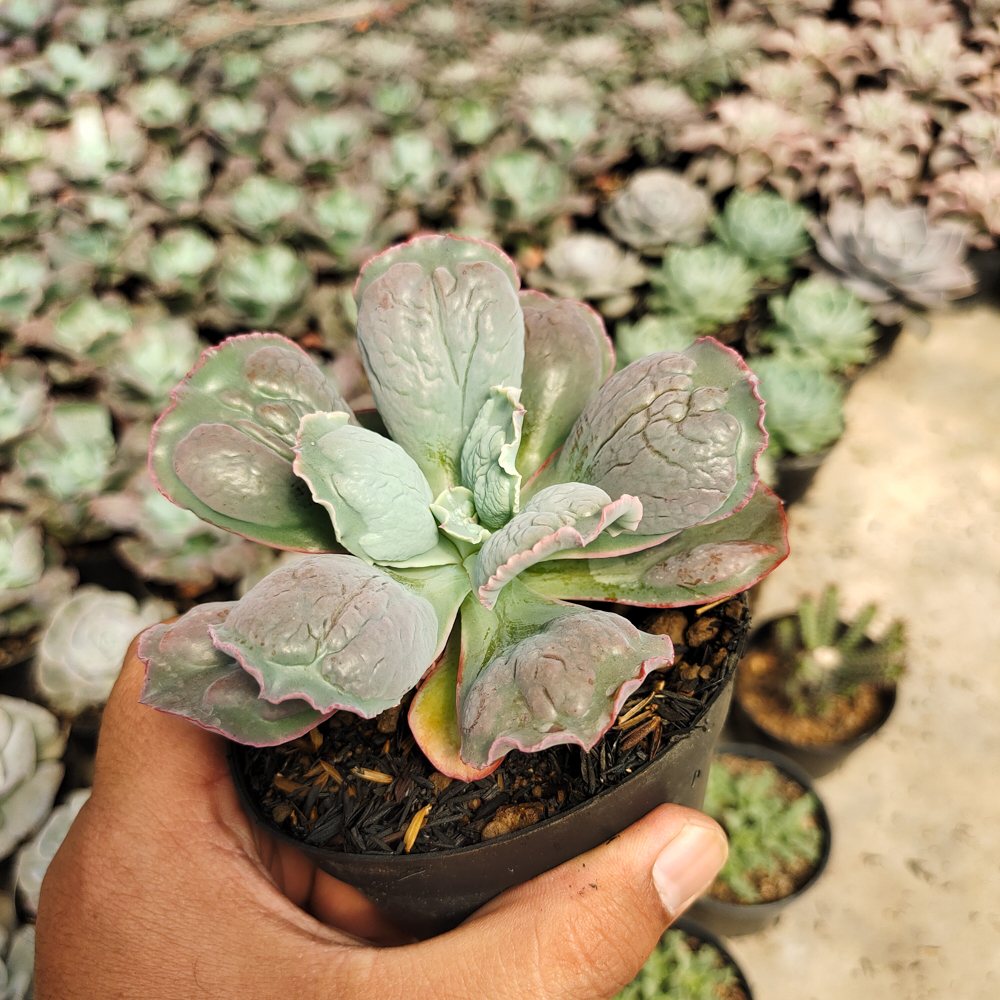 553. Echeveria Linguas - Image 7