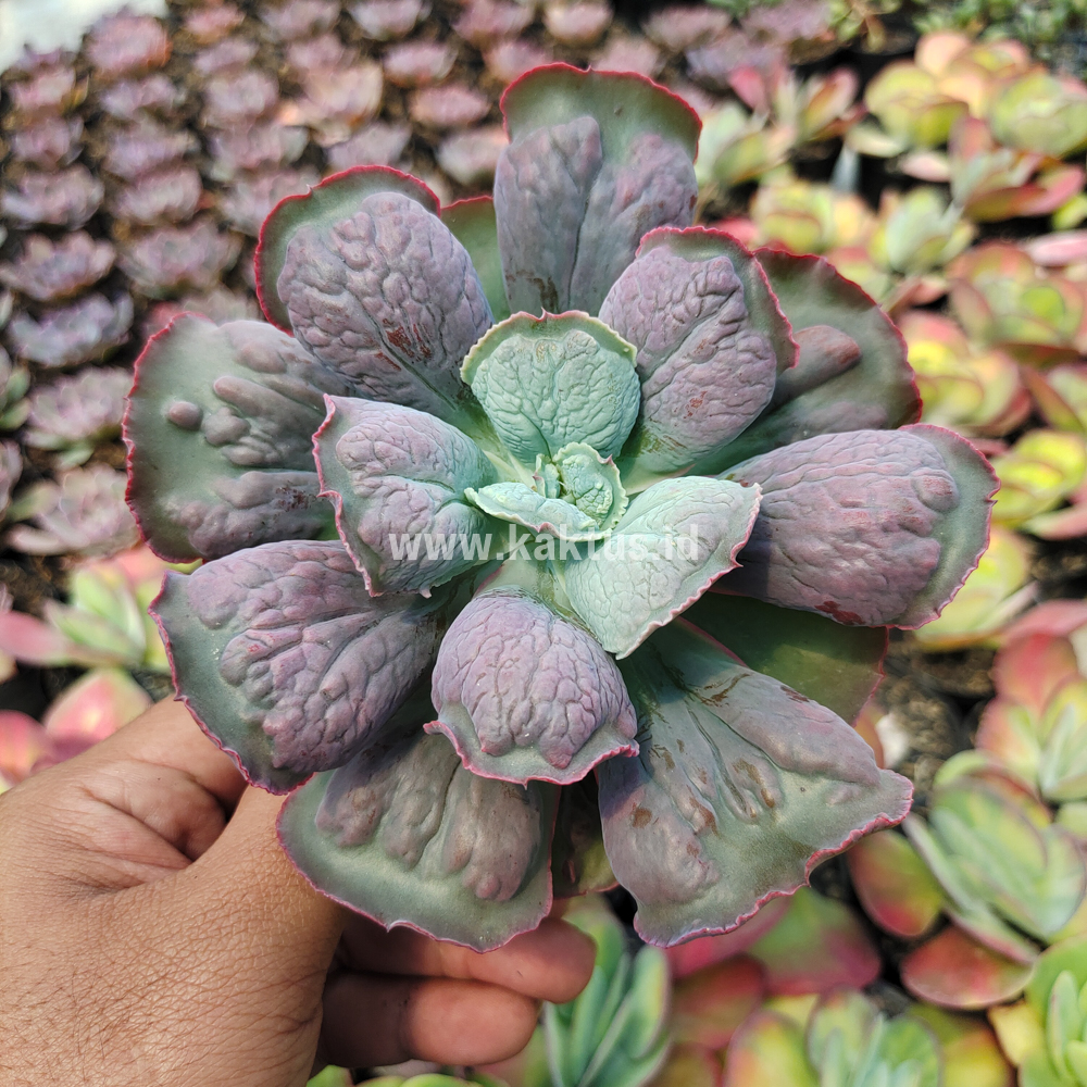 553. Echeveria Linguas - Image 11