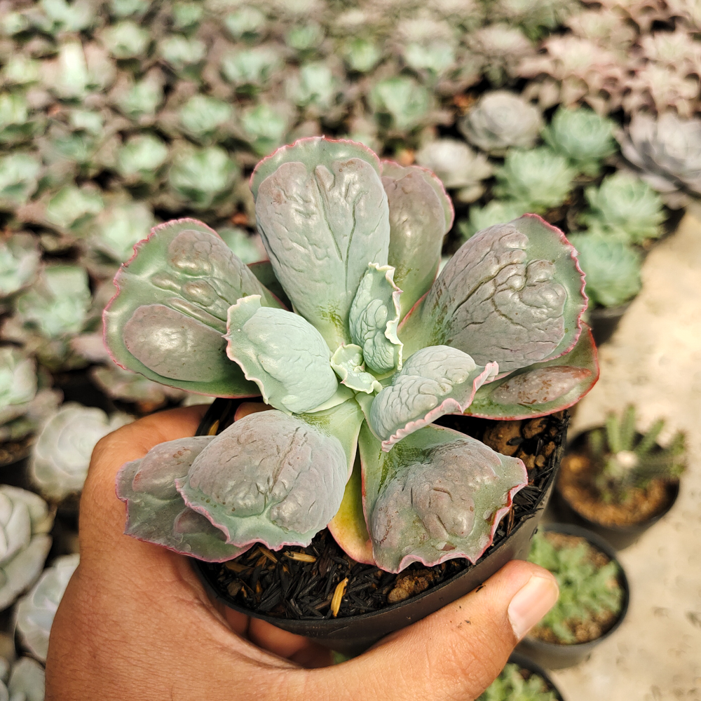 553. Echeveria Linguas - Image 9