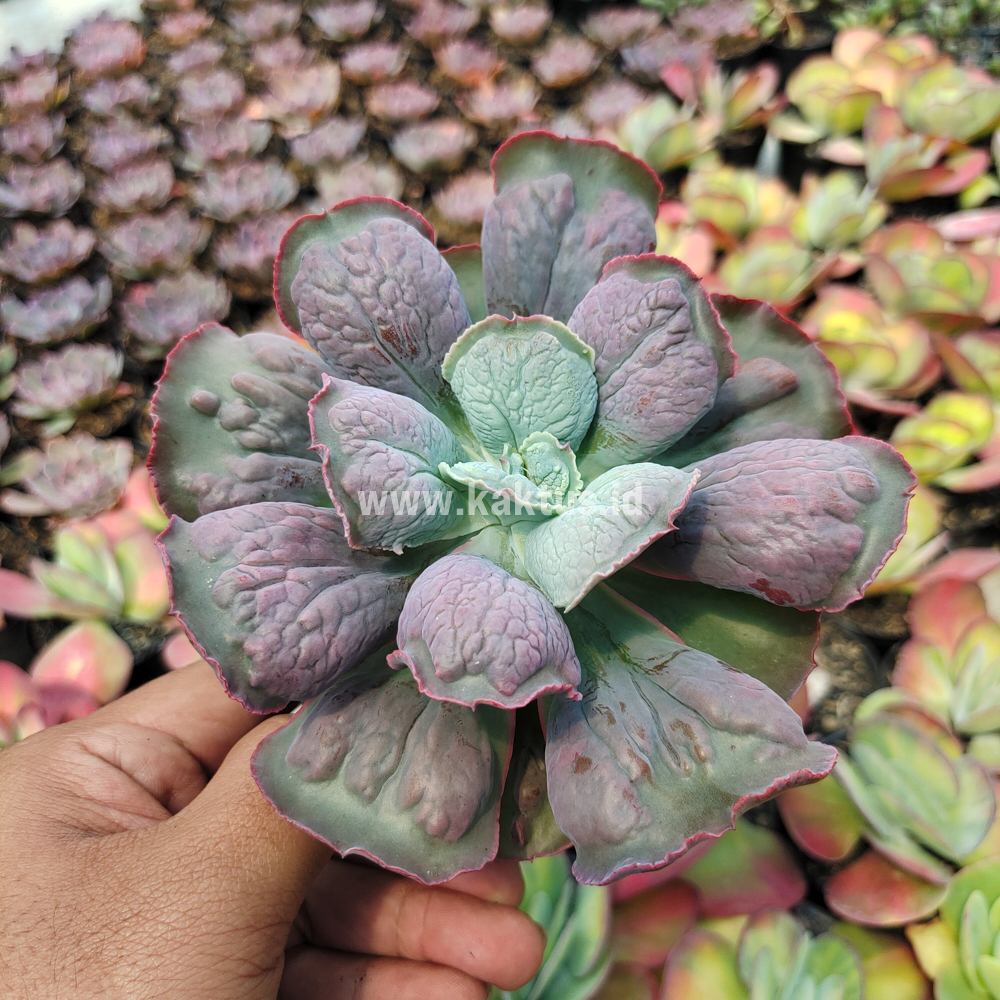 553. Echeveria Linguas - Image 8