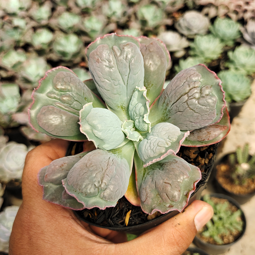 553. Echeveria Linguas - Image 10