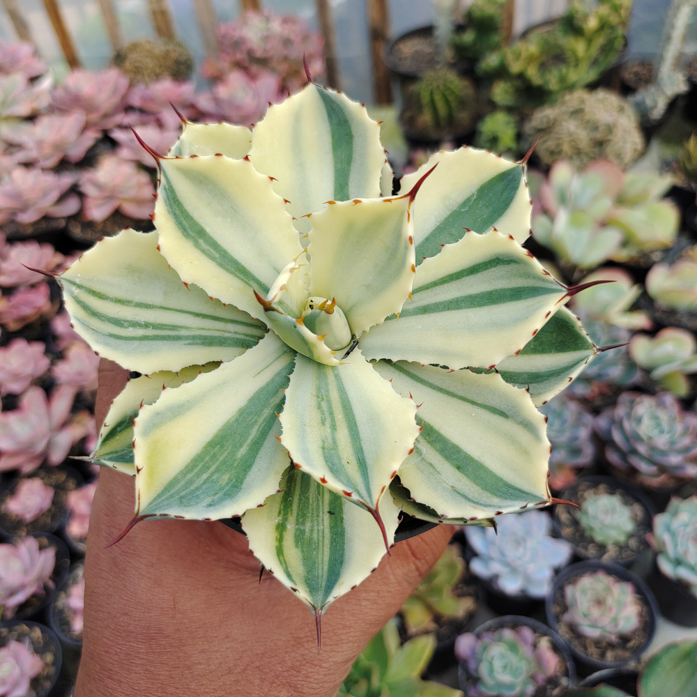 554. Agave Potatorum CV. Kichijokan Aurea Variegated - Image 7