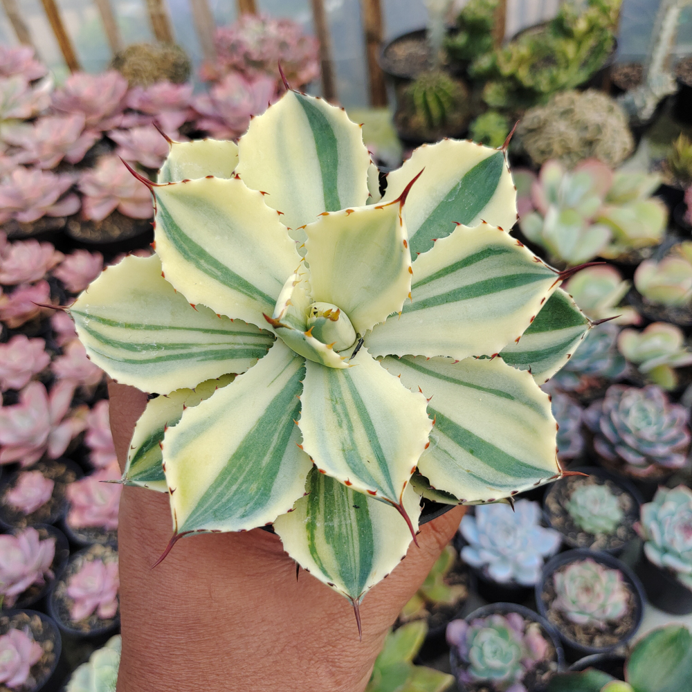 554. Agave Potatorum CV. Kichijokan Aurea Variegated - Image 9