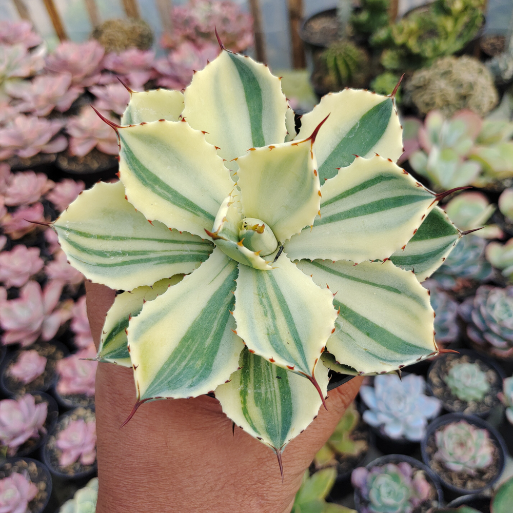 554. Agave Potatorum CV. Kichijokan Aurea Variegated - Image 2