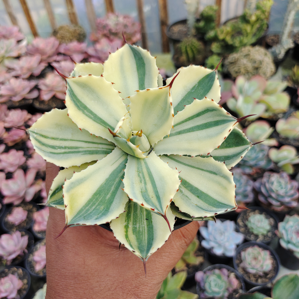 554. Agave Potatorum CV. Kichijokan Aurea Variegated - Image 11