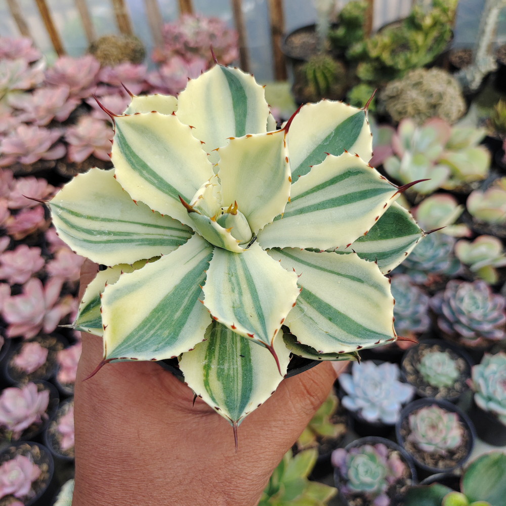 554. Agave Potatorum CV. Kichijokan Aurea Variegated - Image 12