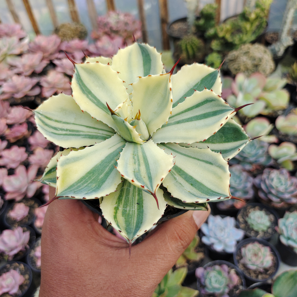 554. Agave Potatorum CV. Kichijokan Aurea Variegated - Image 13