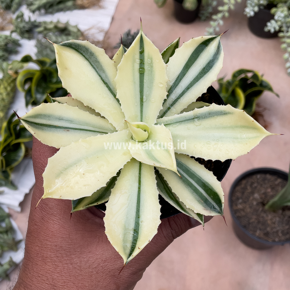 554. Agave Potatorum CV. Kichijokan Aurea Variegated - Image 6