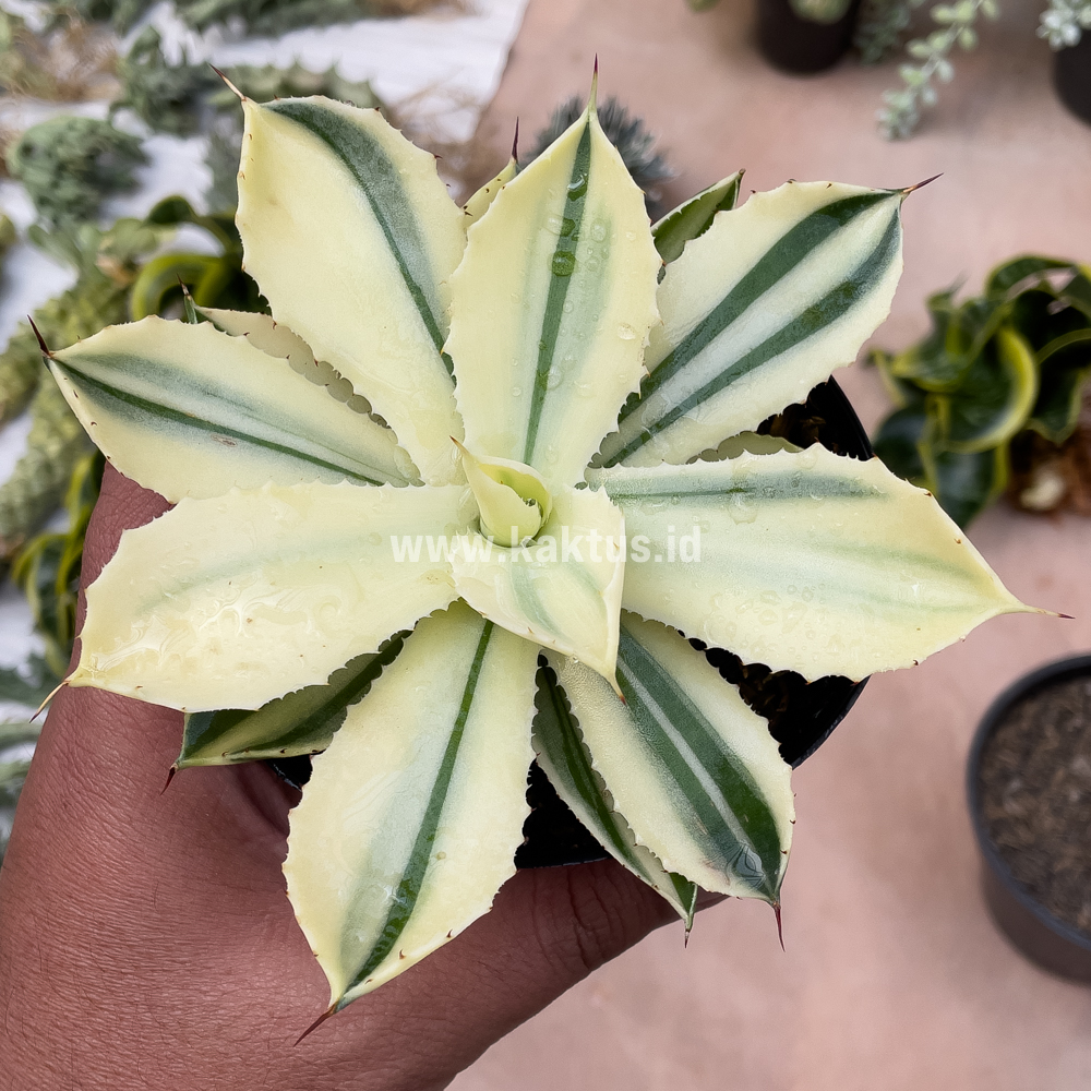 554. Agave Potatorum CV. Kichijokan Aurea Variegated - Image 4