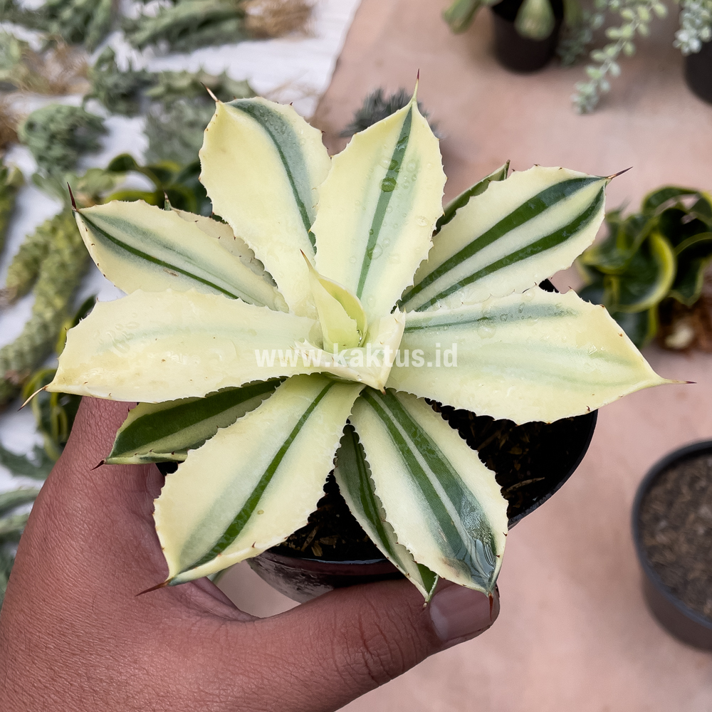554. Agave Potatorum CV. Kichijokan Aurea Variegated - Image 8