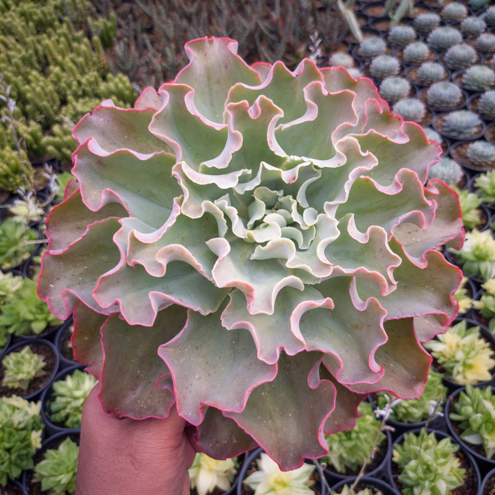 556. Echeveria Shaviana Size 25 Cm - Image 4