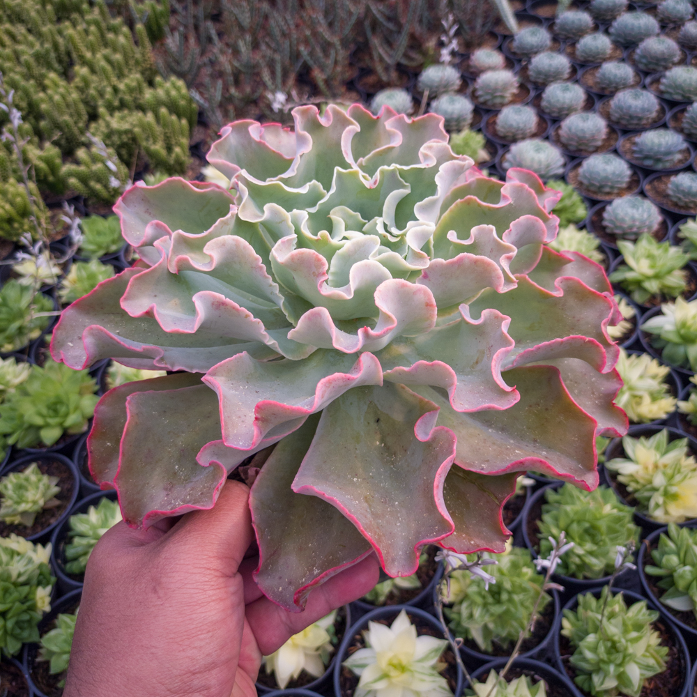 556. Echeveria Shaviana Size 25 Cm - Image 5