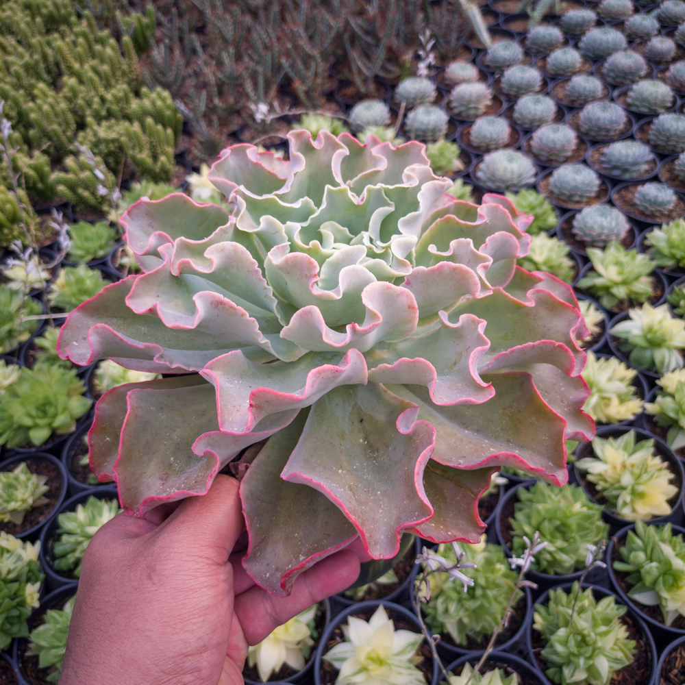 556. Echeveria Shaviana Size 25 Cm - Image 6