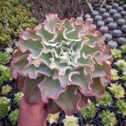 Alternative view of 556. Echeveria Shaviana Size 25 Cm