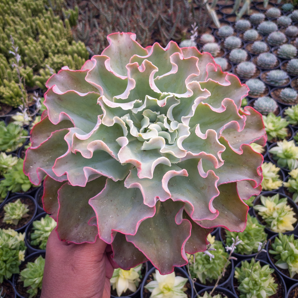 556. Echeveria Shaviana Size 25 Cm - Image 2