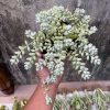 557. Cotyledon Pendens