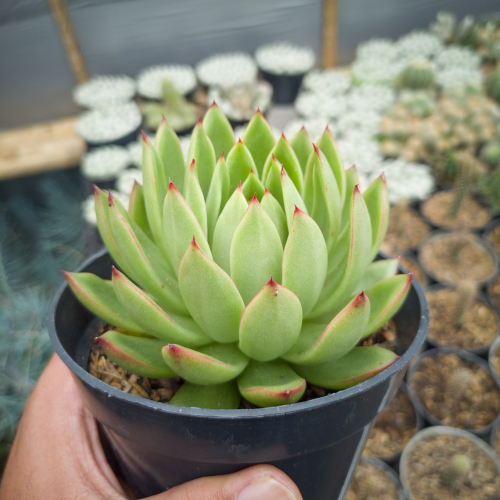 558. Echeveria Agavoides Prolifera - Image 2