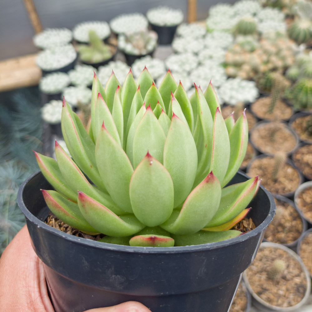 558. Echeveria Agavoides Prolifera - Image 3