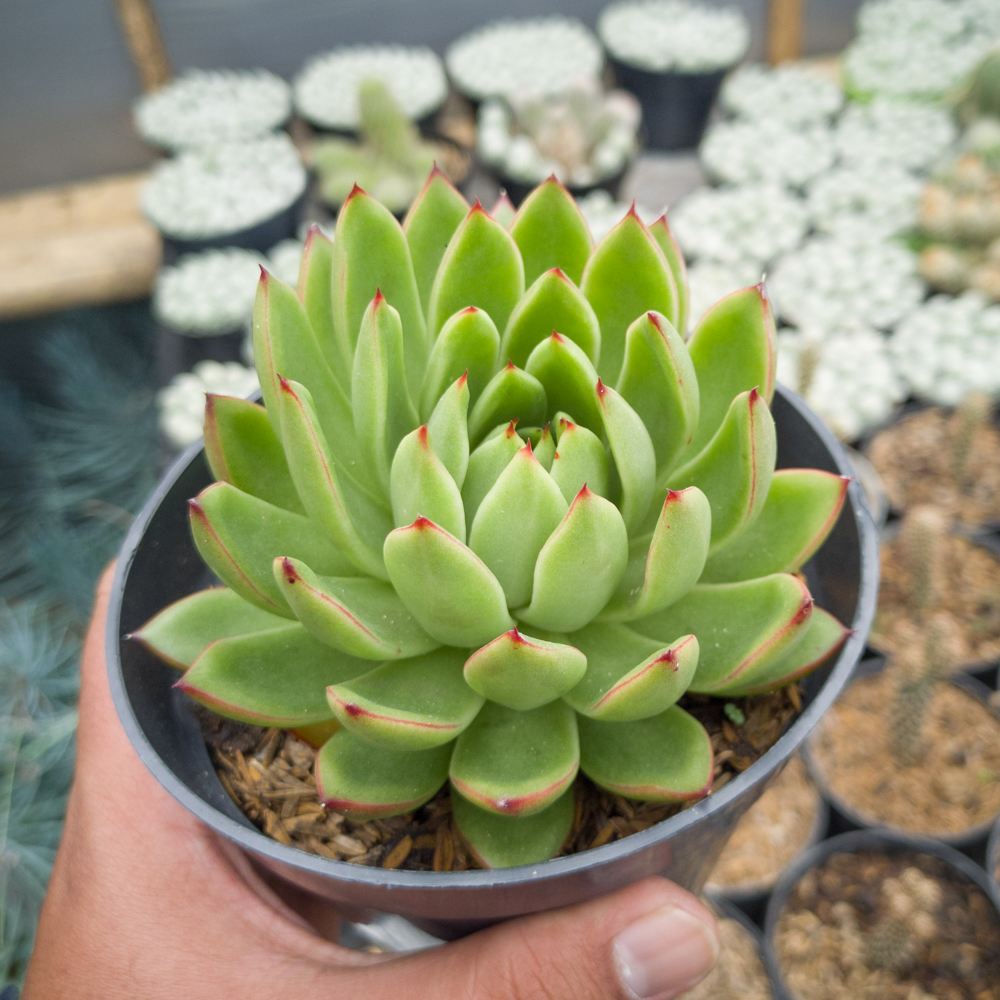 558. Echeveria Agavoides Prolifera - Image 4