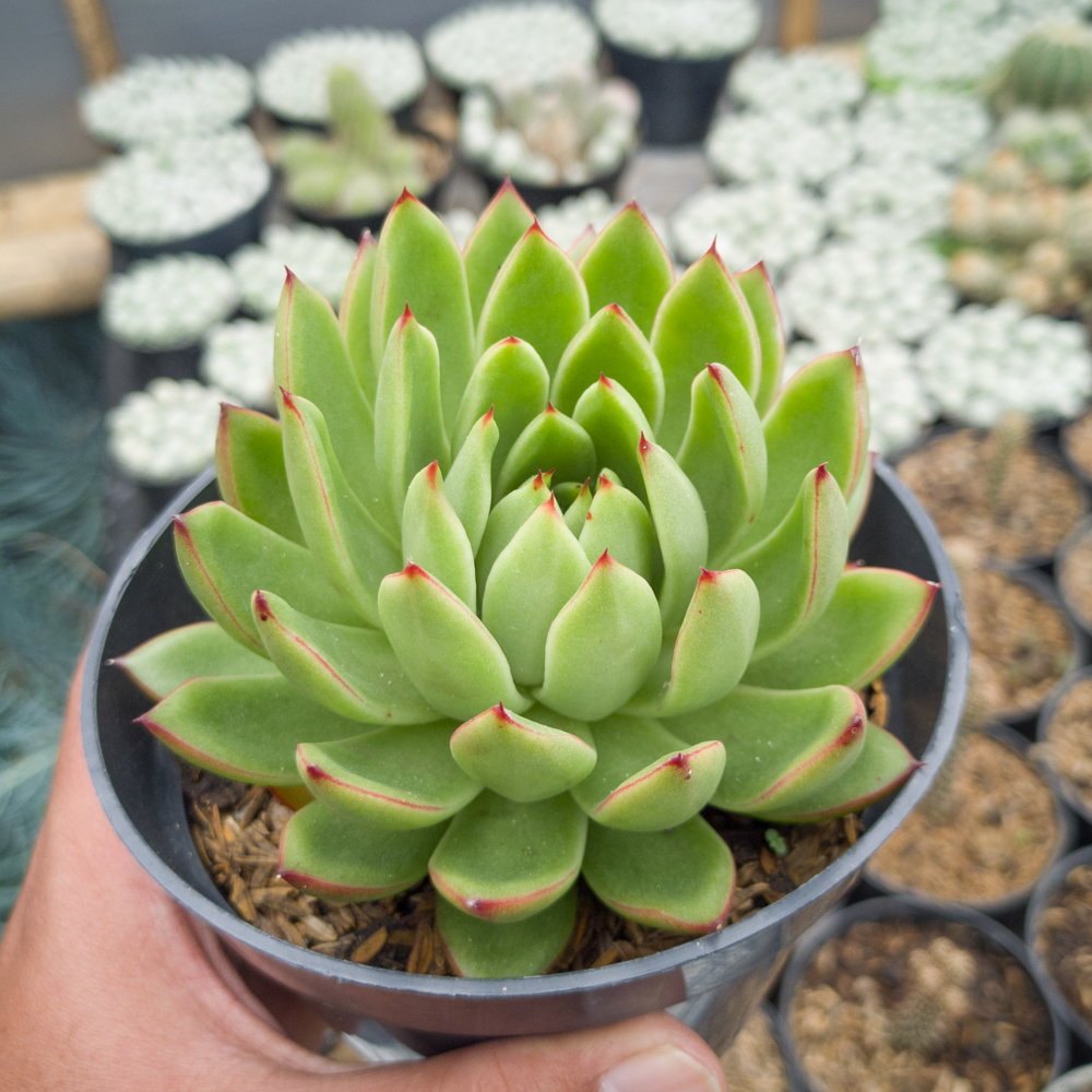 558. Echeveria Agavoides Prolifera - Image 5