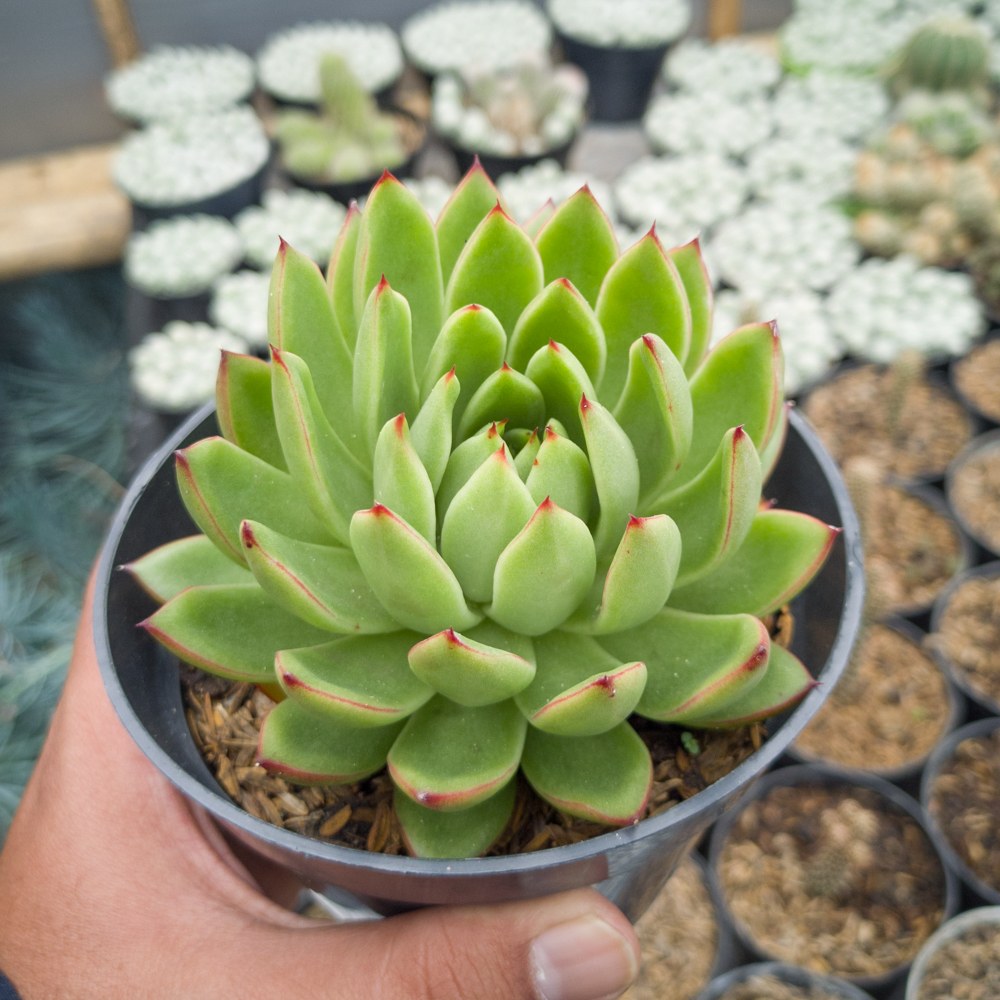 558. Echeveria Agavoides Prolifera - Image 7