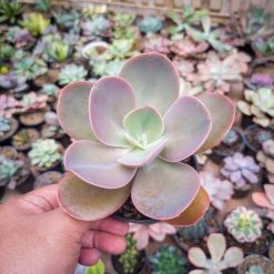 Alternative view of 559. Echeveria Decora