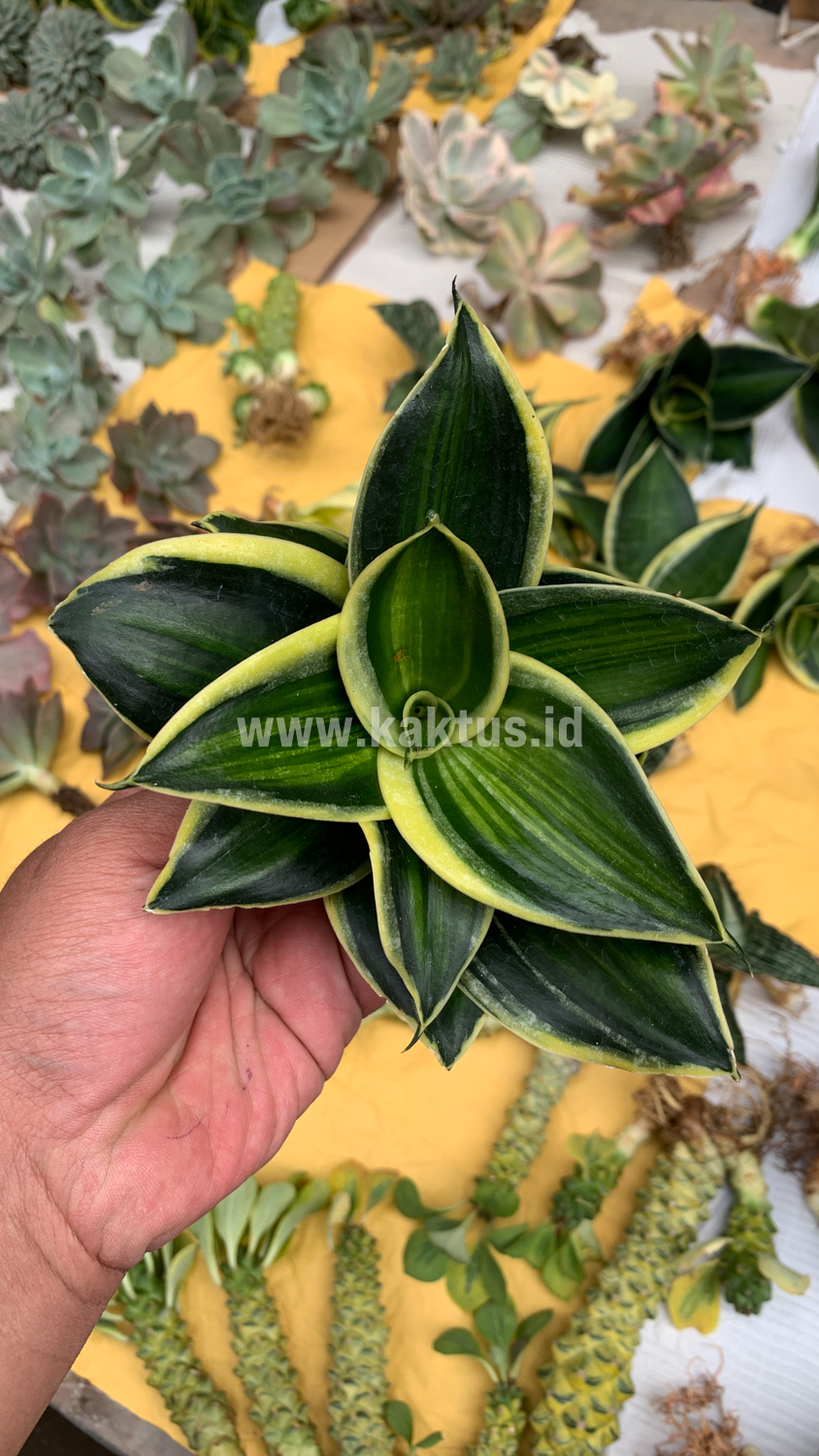 567. Sansevieria Pagoda Variegated - Image 2