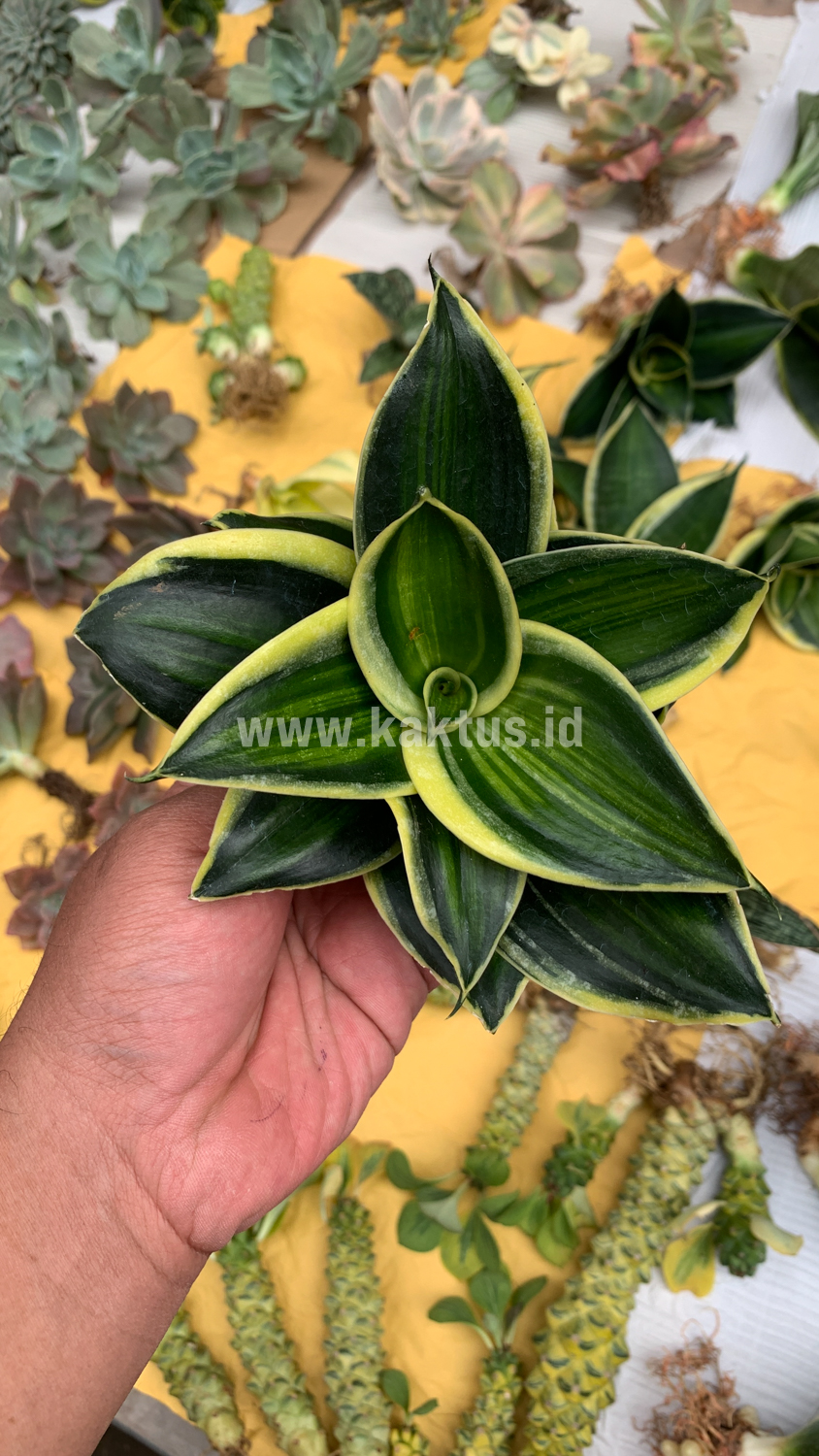 567. Sansevieria Pagoda Variegated - Image 4